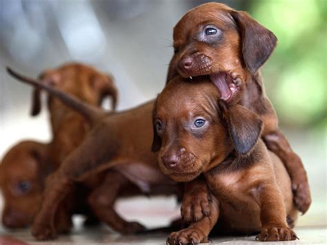 56 Top Pictures Dachshund Puppies For Sale Mn Miniature Dachshund Nc