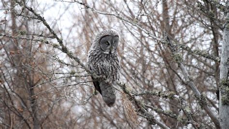 Great Grey Owl Eating A Vole Youtube