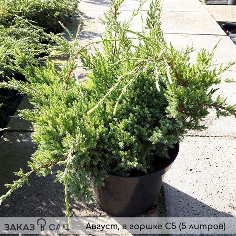 Можжевельник Принц Уэльский купить в питомнике