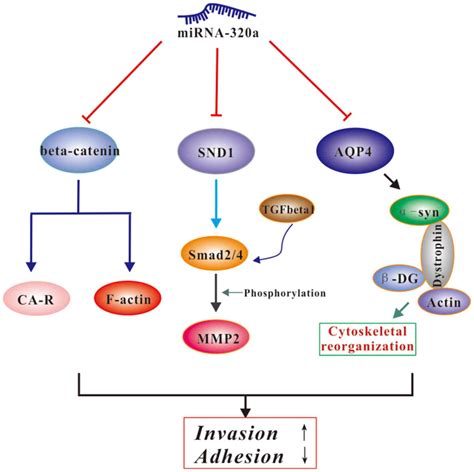 MiRNA 320a Inhibits Glioma Cell Invasion And Migration By Directly