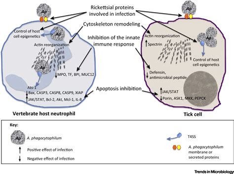 Figure 3 From Anaplasma Phagocytophilum Uses Common Strategies For