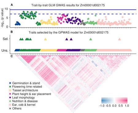 Genome Phenome Wide Association In Maize And Arabidopsis Identifies A