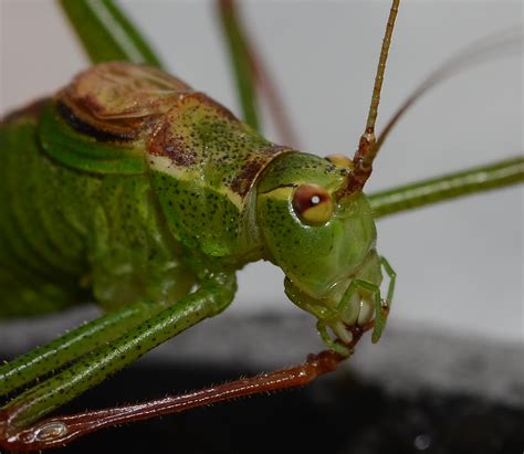 Bush Cricket 2 Birdforum