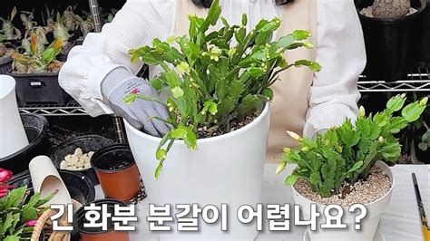 게발 가재발 선인장 꽃봉오리가 있을 때 분갈이 해도 되나 Schlumbergera truncata YouTube