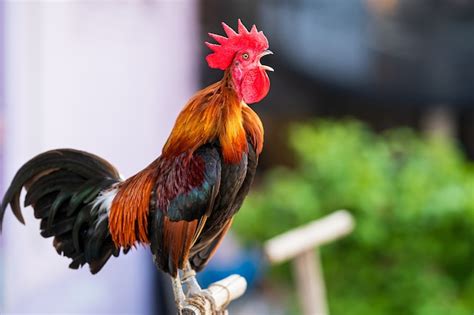 Premium Photo Rooster Crowing In The Morning