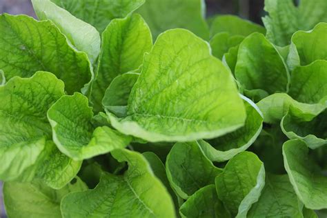 Types Of African Leafy Greens For Cooking