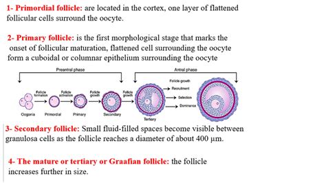 SOLUTION Menstrual Cycle And Hormonal Control Of Oogenesis Studypool