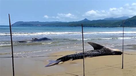 Dua Hiu Tutul Terjerat Jaring Nelayan Dan Mati Terdampar Di Pantai