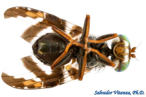 Diptera Tephritidae Procecidochares Fruit Flies Male C Urban