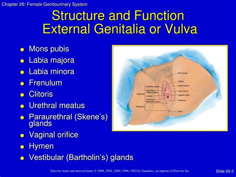 Ppt Female Genitourinary System Powerpoint Presentation Free Download Id6095691