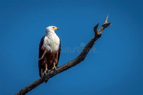 African Fish Eagle In Sunshine On Branch Stock Photo Image Of Bird