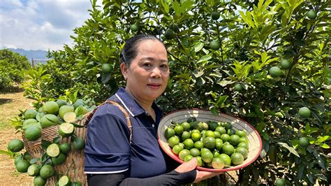 Harvesting Lemons Garden Help Single Mom Goes To The Market Sell