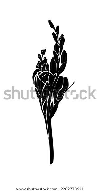 Black Silhouette Freesia Flowers On White Stock Vector Royalty Free