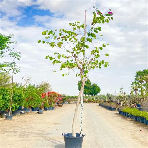 Bauhinia Blakeana Tree - شجرة البوهينيا – Plant and Pot Co.