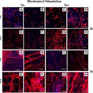 Ppar Protein Expression In The Femoral Head Tissue By Western Blot