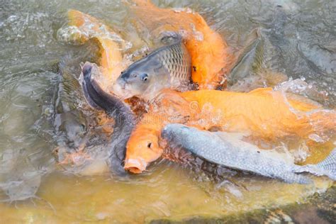 Golden Carp Fish Tilapia Or Orange Carp And Catfish Eating From Feeding