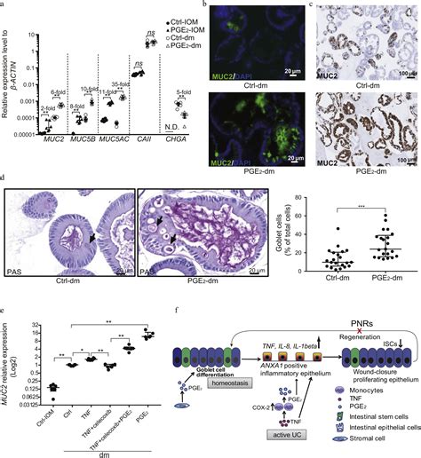 Cox Pge Signaling Impairs Intestinal Epithelial Regeneration And