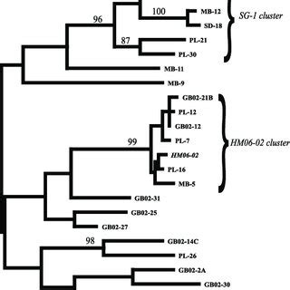 Maximum Parsimony Bootstrap Majority Rule Consensus Tree Based On