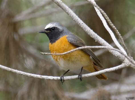 Redstart Akrotiri Cyprus Craig Bell Flickr