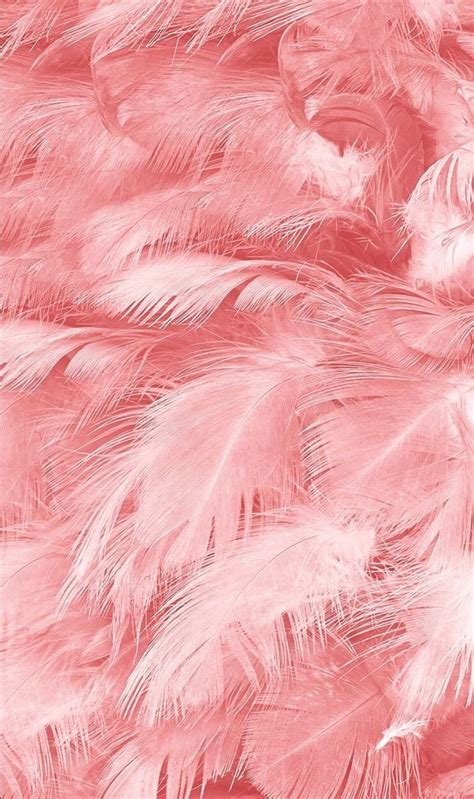 Pink Feathers Wallpaper