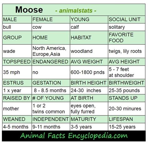 Moose Facts - Animal Facts Encyclopedia