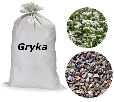 GRYKA Paszowa Miododajna Nasiona 25kg Gryka25 Cena Opinie