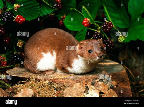 Least Weasel Stock Photo - Alamy