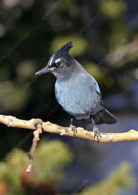 Stellars Jay Stock Image Z8920390 Science Photo Library