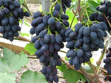 What determines the prices for "Moldova" grapes in Moldova? • EastFruit