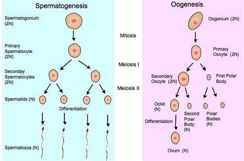 Spermatogenesis Dan Oogenesis Pengertian Tahap Proses 46 OFF