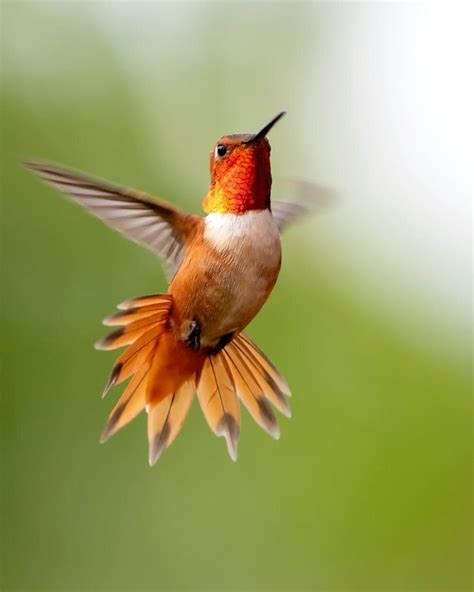 Focus Photography Of Flying Hummingbird Free Stock Photo Most