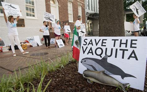 UNESCO moves to protect vaquita habitat in Gulf of California - Yucatán Magazine