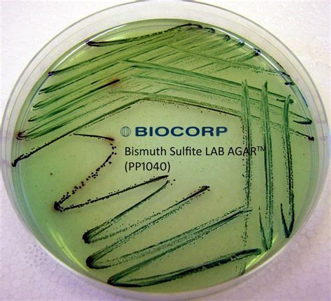 Bismuth Sulfite Agar Everything You Need To Know With Photos Videos