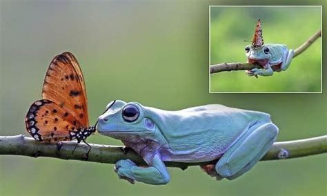 Butterfly Appears To Kiss Frog Before Taking A Rest On Its Head