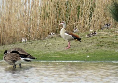 Solve Egyptian Goose With Six Goslings Nijlgans Met Zes Jongen Jigsaw