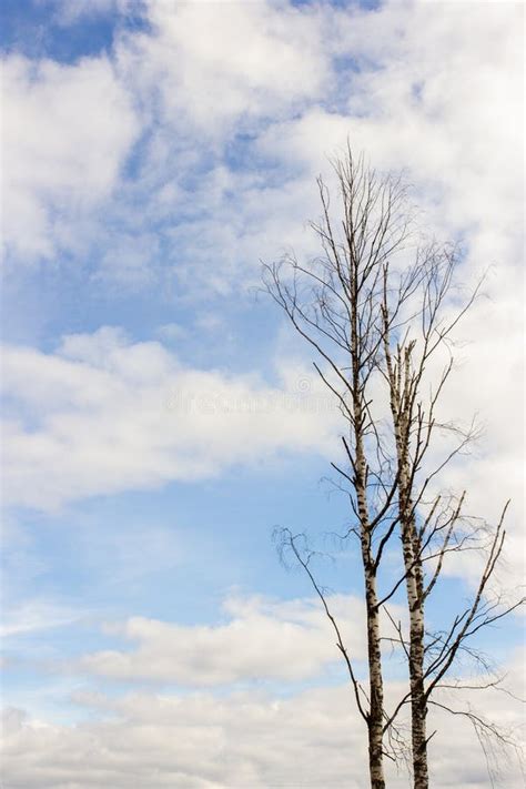 Naked Tree With No Leaves On Sky Background Stock Photo Image Of Nature Solitude