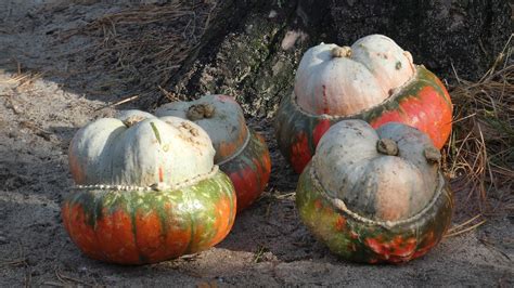 Calabaza Oto O V Spera De Todos Foto Gratis En Pixabay Pixabay