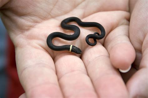 Cute Baby Snake Adorable At This Size Aww