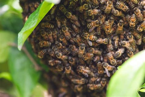 Wild Honey Bee Colony Hive on Tree Branch Caribbean Species Stock Photo ...