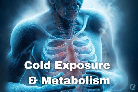 Cold Exposure & Metabolism: Boost Fat Burning