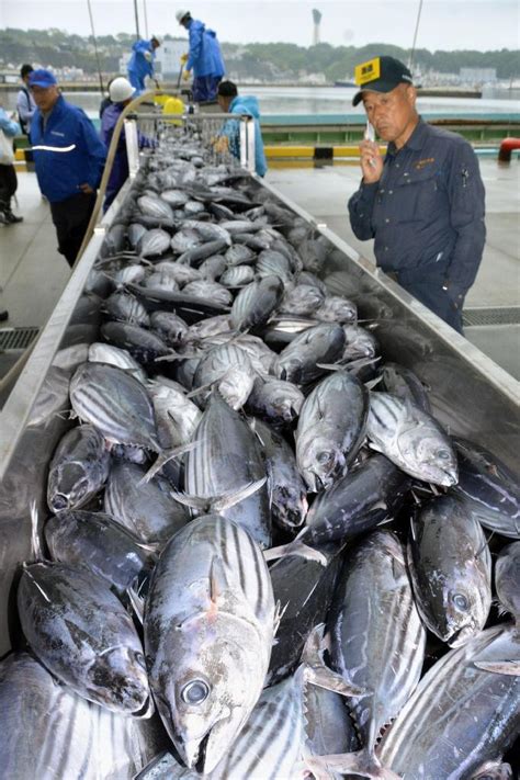 小名浜にカツオ初水揚げ 初夏の味覚到来に活気 サッと見ニュース 産経フォト