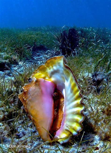 Queen Conch In Sea Grass Off Shore Keywest Photography By Don Kincaid