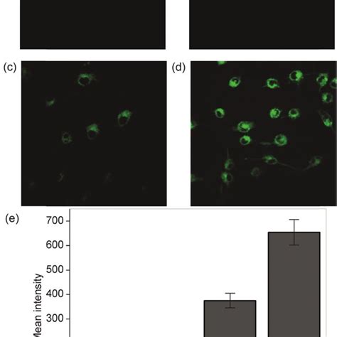 Changes In Oxidative Capacity Of T L Pre Adipocytes And Mature