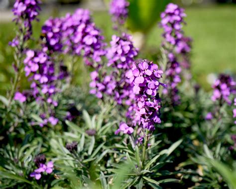 Erysimum Hybrid Bowles Mauve - Mount Venus Nursery