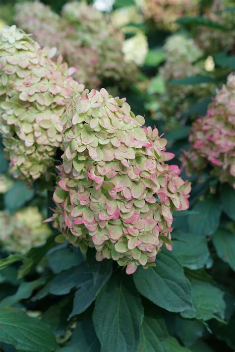 Limelight Prime® Panicle Hydrangea Hydrangea Paniculata Proven