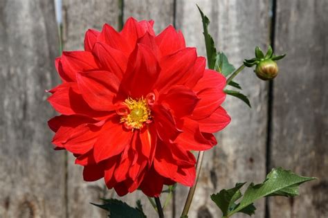 Premium Photo | Red dahlia flower