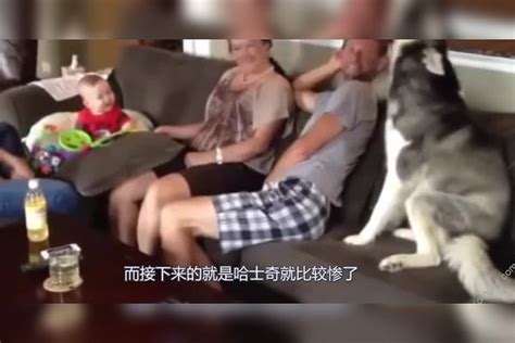 哈士奇犯错被关进冰箱，2个小时候才想起来，主人看后后悔了冰箱犯错哈士奇