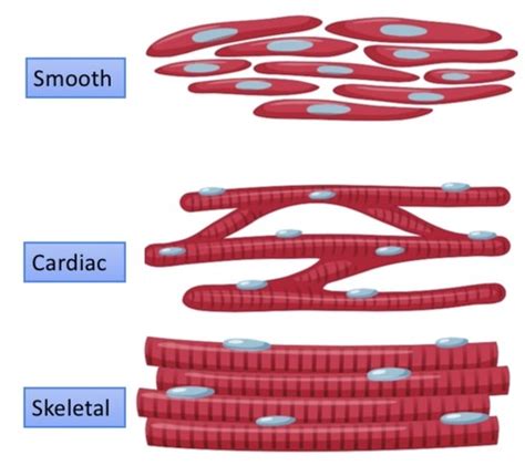 Muscle Microstructure And Contraction Flashcards Quizlet