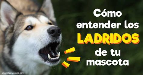 Qu Significan Los Ladridos De Los Perros