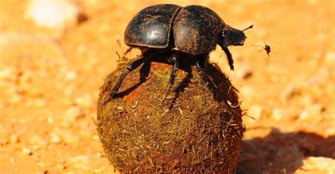 Dung Beetle Insect Facts | AZ Animals